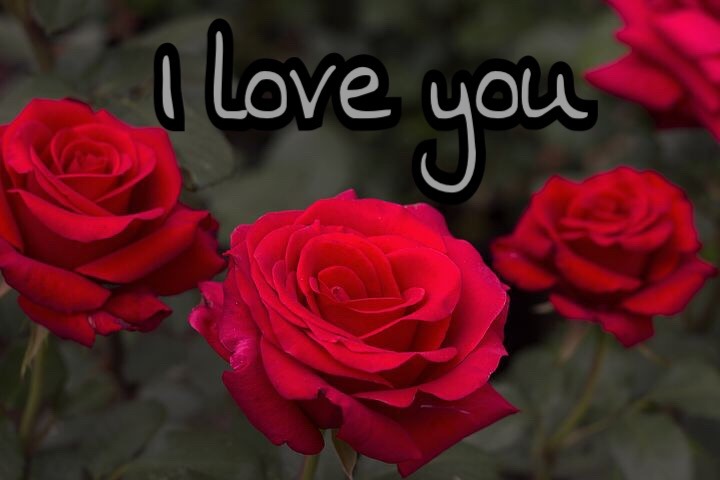 Love you pic with red rose 