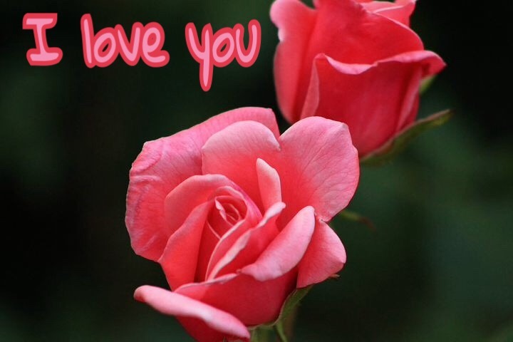 Rose image with love you Messages 