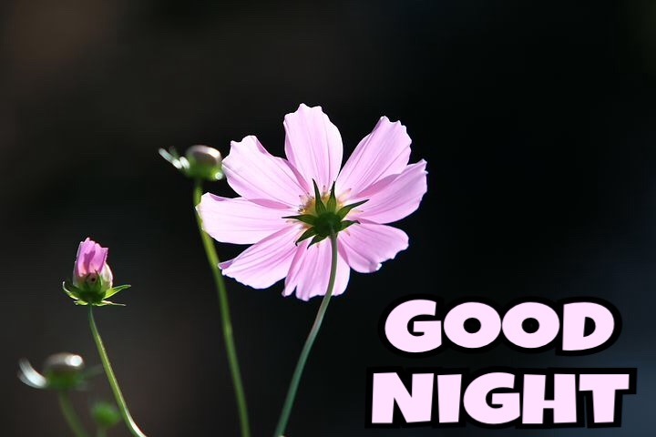 Good Night With Flowers Images 
