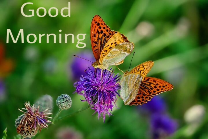 Good morning image with flowers and butterflies 