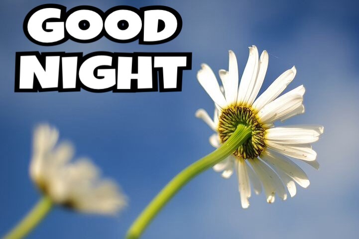 New Good Night Images With Flowers 