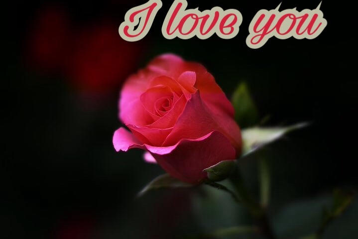 Red rose With I love you Msg