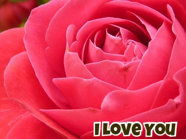 50+ Roses Images With i Love You Messages 