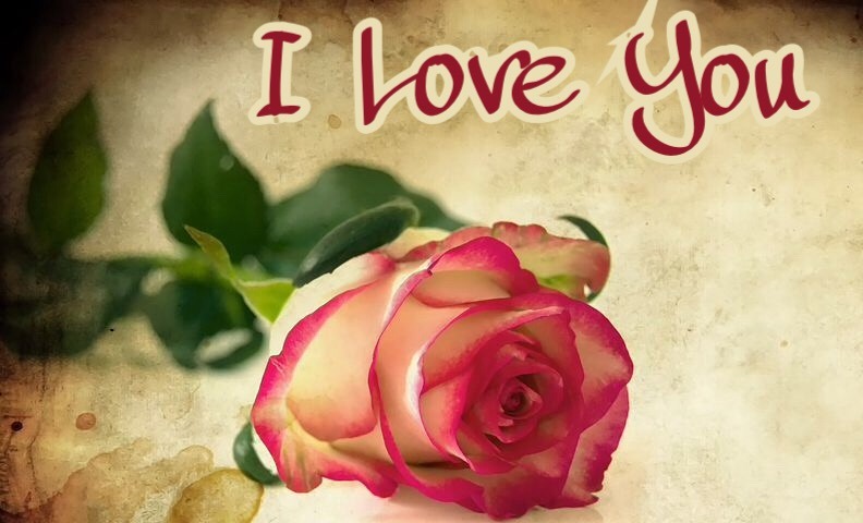 I love you rose