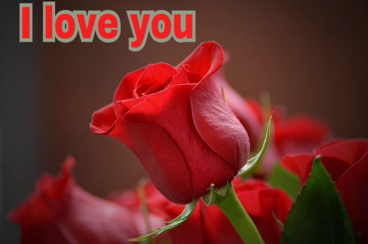 I love you red rose wallpaper 