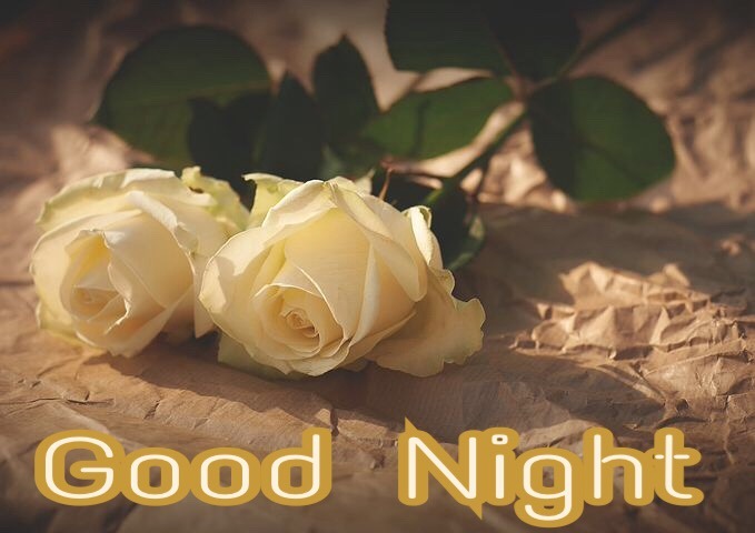 Good Night Rose Images Wallpapers 