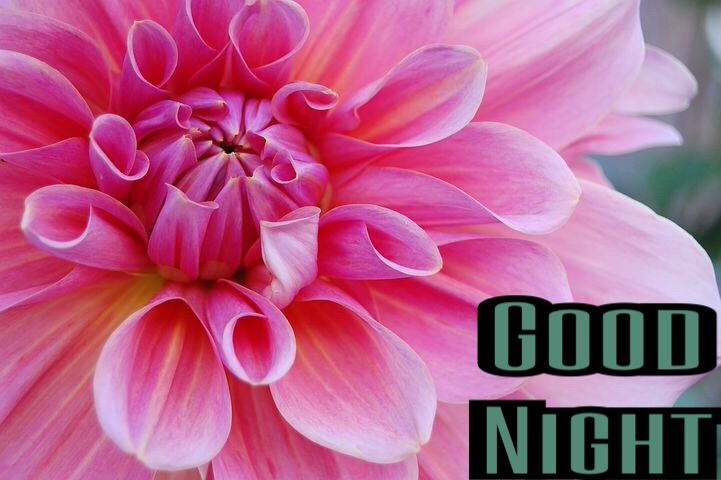 Good Night Flowers Facebook 