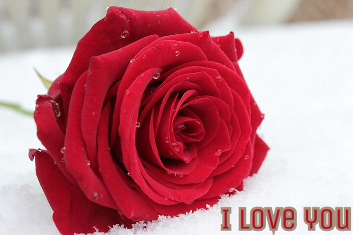 Valentine’s Day special rose love image 