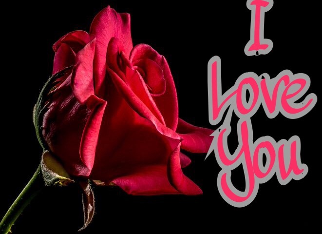 I love you image with rose for love 