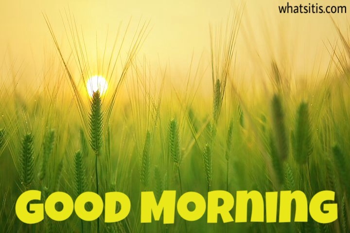 Beautiful good morning images download