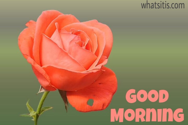 Good morning images with flowers hd rose 