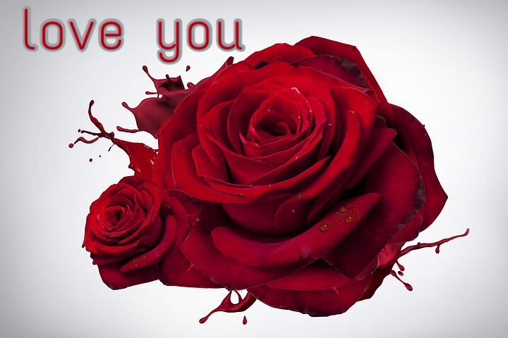 love rose image hd