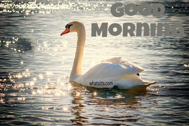 Good morning image with duck in lake 