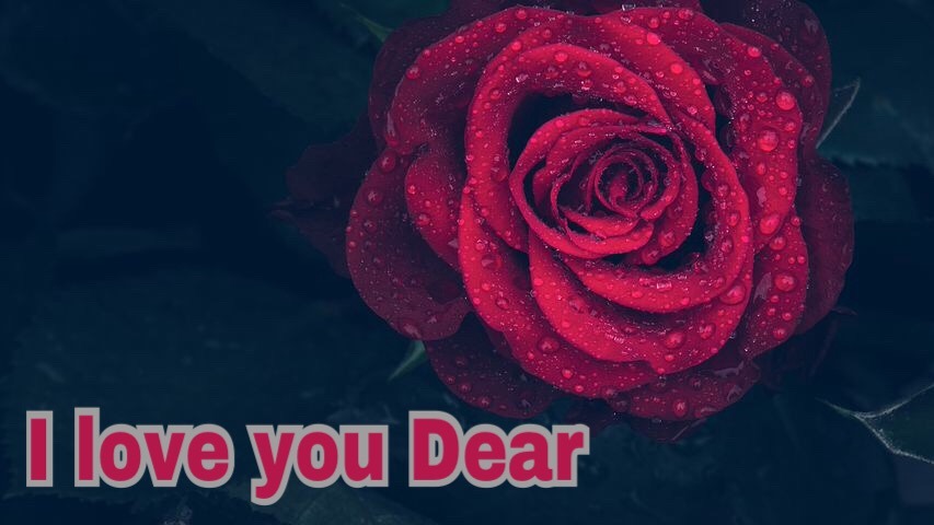 Worlds most beautiful I love you image with red rose 