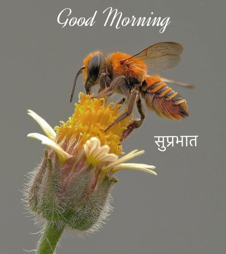 Latest picture of Good morning Hindi pics with flowers free download wallpaper 