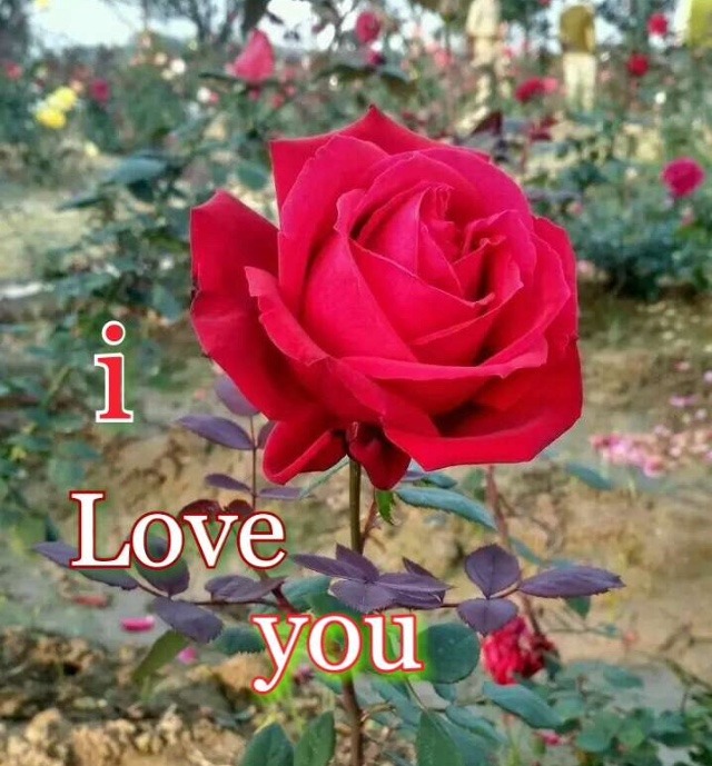 Red rose love whatsapp dp download 