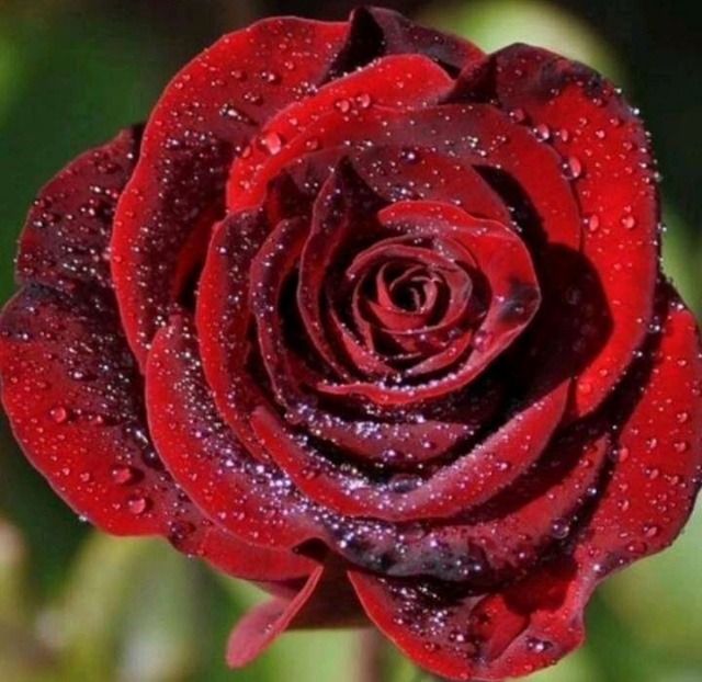 Dp of red roses for Whatsap 