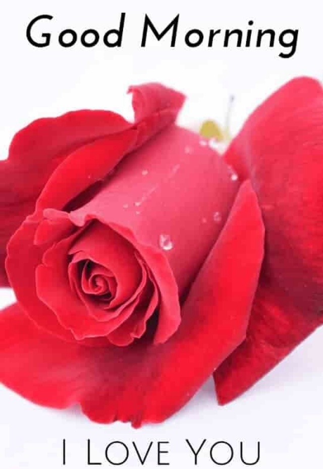 Best red rose good morning i love you image