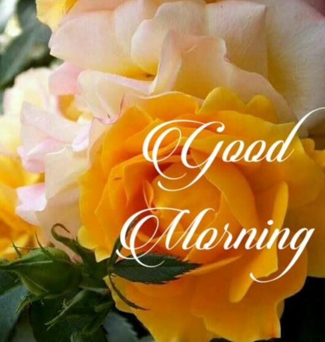 55 good morning wishes with yellow roses