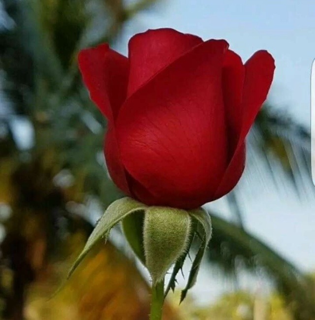 rose images for whatsapp profile
