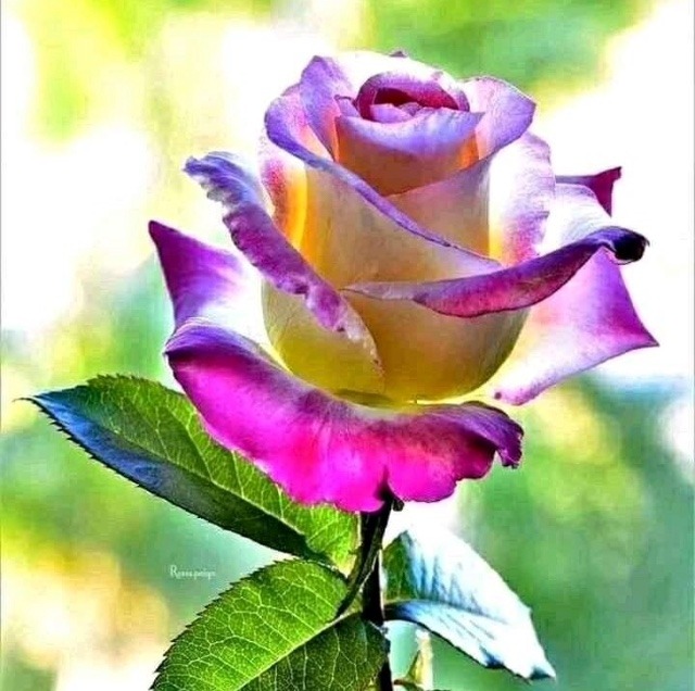 Rose flowers dp pic for whatsapp 