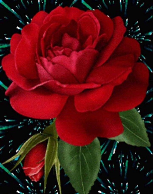 rose flower status for whatsapp