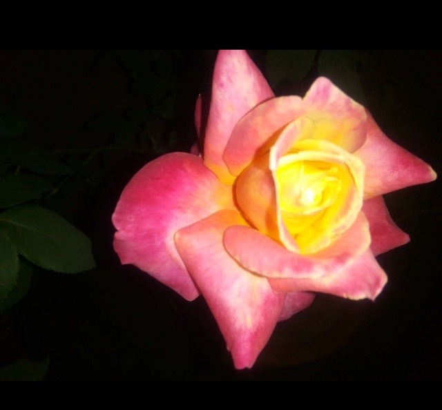 beautiful rose for whatsapp dp