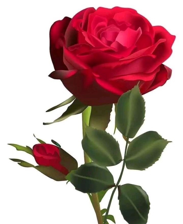 whatsapp dp rose flowers