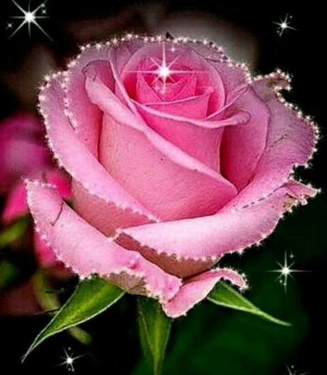 Pink rose for girlfriend | Rose day special rose 