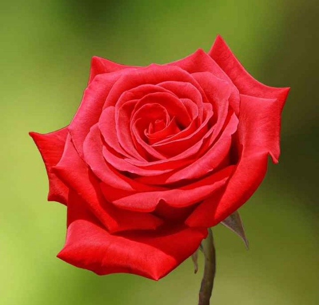 rose flower status for whatsapp