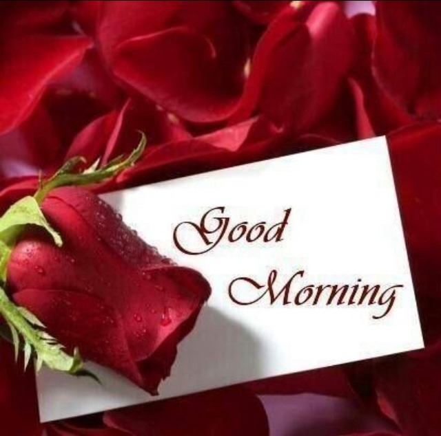 good morning red rose hd wallpaper
