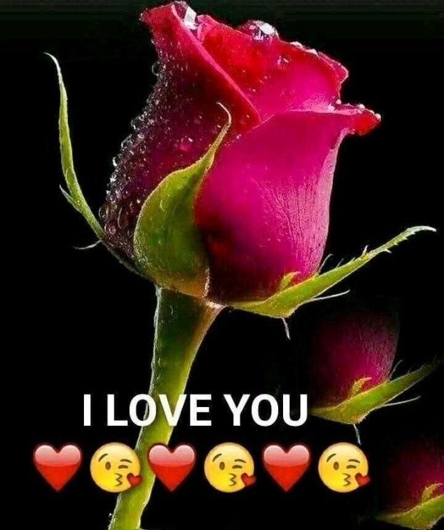 Red rose love whatsapp dp pic