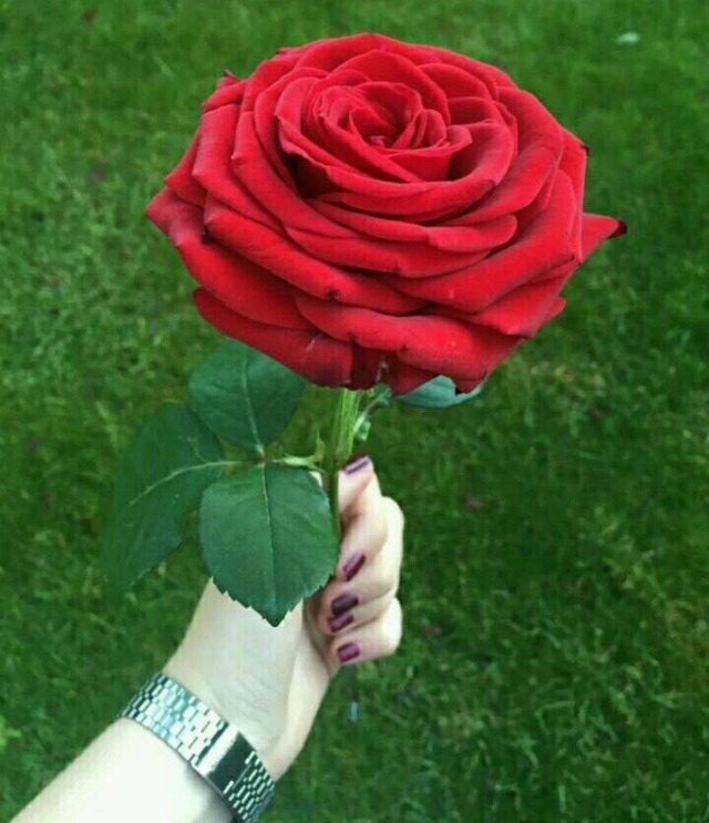Whatsapp dp of rose flower