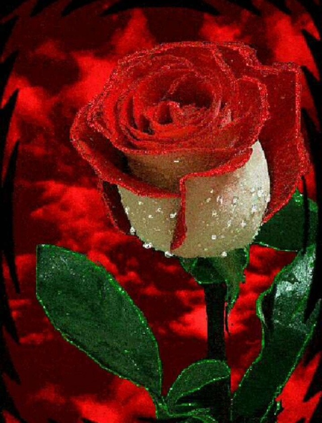 Most beautiful rose flower status for whatsapp
