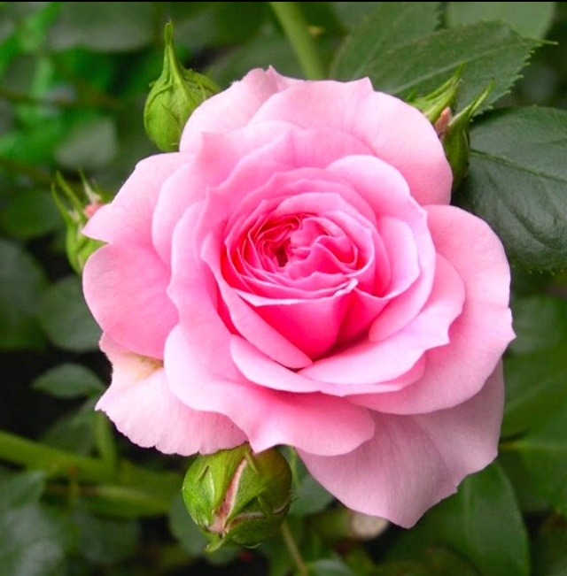 Pink rose image download for fb and Whatsapp 
