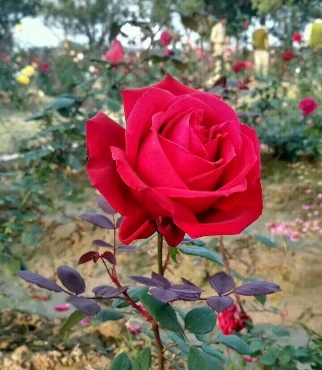 whatsapp dp rose flowers