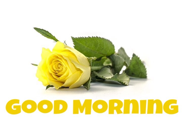 good morning wishes with yellow roses