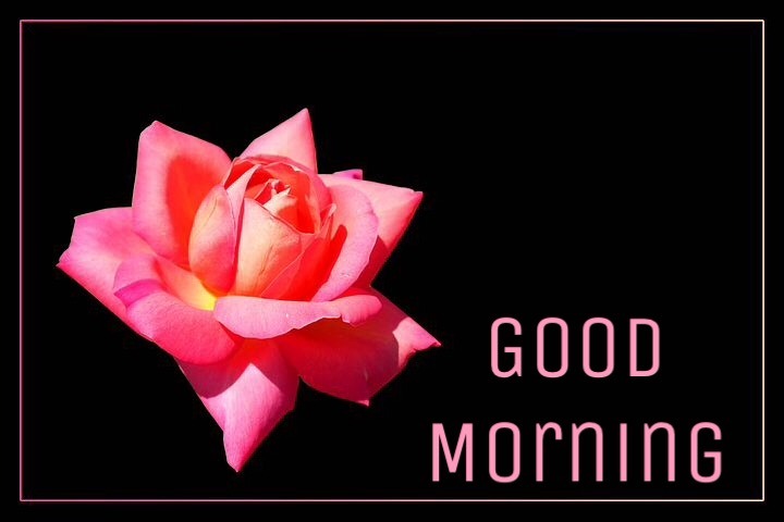 Good Morning Roses Images Quotes 