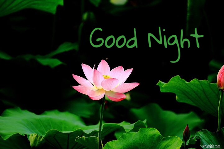 Good night lotus flower pic