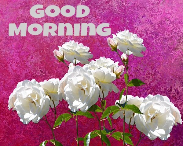 Good morning Whatsapp Images with flowers 