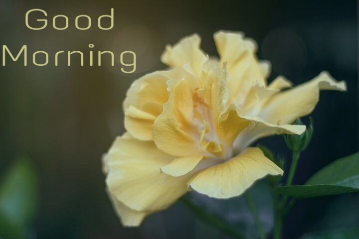 Yellow rose good morning image for friends 