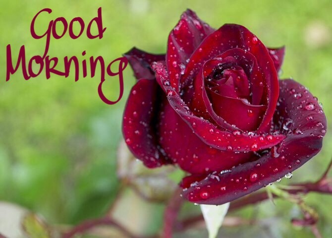 111+ Good Morning Wishes With Red Roses For Love 