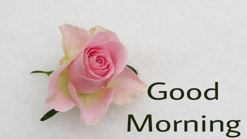 Good morning flowers images for whatsapp free download 
