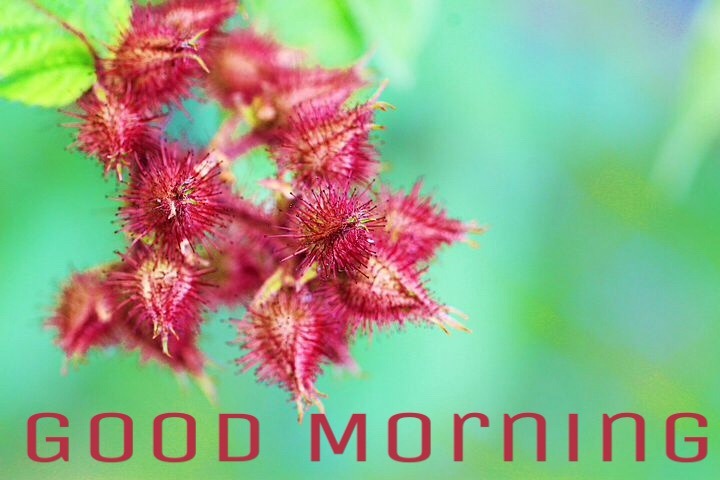 Image of good morning flower 