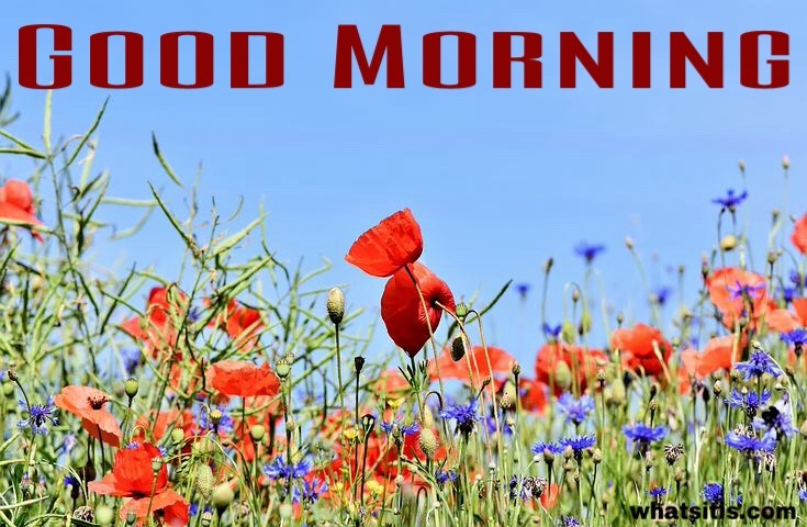 Good morning flowers images hd 