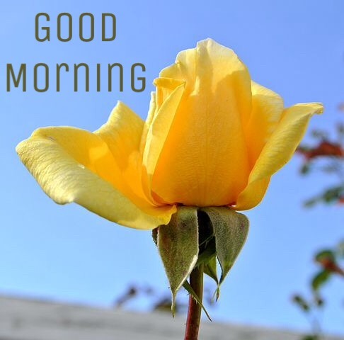 Good morning yellow flowers wishes 