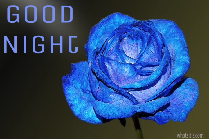 Blue good night flower blue rose 