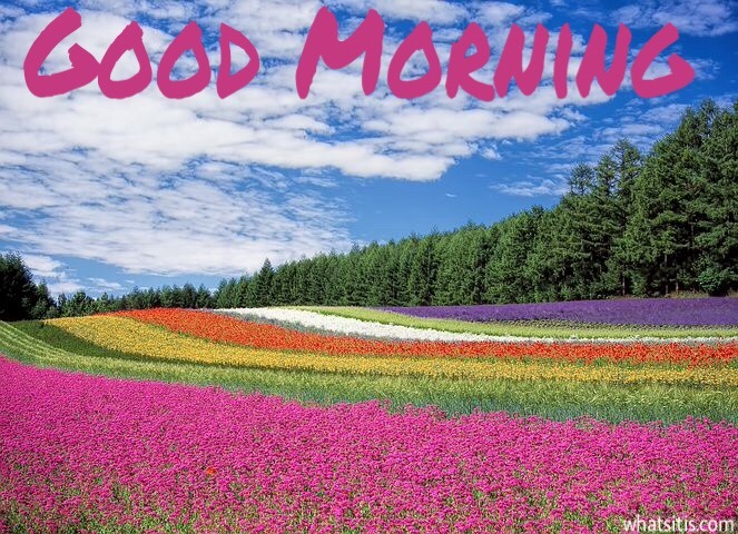 Good morning flowers pictures 