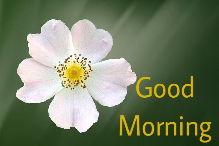111+ Good Morning Flower Images With Rose Flowers Free Download