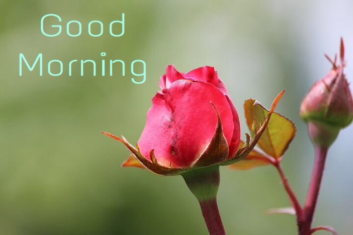 Good Morning Pink Roses Pictures, Photos And Images For Whatsapp